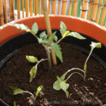 2013-05-19 pomidor bawole serce 2013-05-19 pomidor bawole serce