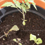 2013-05-19 pomidor owalny i sałaty 2013-05-19 pomidor owalny i sałaty