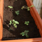 2013-05-19 pomidorki koktajlowe z ziołami 2013-05-19 pomidorki koktajlowe z ziołami