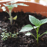 2013-05-19 pomidorki koktajlowe i chili pimenta 2013-05-19 pomidorki koktajlowe i chili pimenta