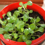 2013-05-19 roszponka 2013-05-19 roszponka