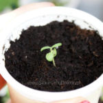 2013-05-19 rozmaryn 2013-05-19 rozmaryn