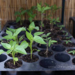 2013-05-19 rozsada 2013-05-19 rozsada