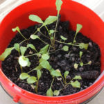 2013-05-19 rukola 2013-05-19 rukola