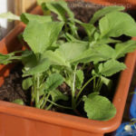 2013-05-19 rzodkiewki 2013-05-19 rzodkiewki