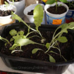 2013-05-19 sałaty 2013-05-19 sałaty