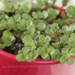 2013-05-19 skalniak 2013-05-19 skalniak