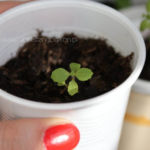 2013-05-19 stewia 2013-05-19 stewia