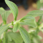 2013-05-19 stewia 2013-05-19 stewia