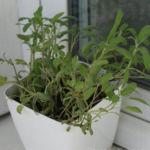 2013-05-19 szałwia 2013-05-19 szałwia