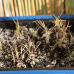 2013-05-19 trawa cytrynowa 2013-05-19 trawa cytrynowa