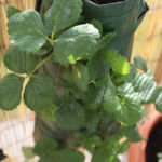 2013-05-19 truskawki zwisające 2013-05-19 truskawki zwisające