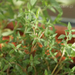 2013-05-19 tymianek pomarańczowy 2013-05-19 tymianek pomarańczowy