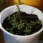 2013-05-19 tymianek 2013-05-19 tymianek