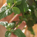 2013-05-19 ziele azteków 2013-05-19 ziele azteków