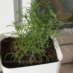 2013-05-19 ziele oliwne 2013-05-19 ziele oliwne