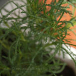 2013-05-19 ziele oliwne 2013-05-19 ziele oliwne