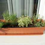 2013-05-19 zioła w doniczce 2013-05-19 zioła w doniczce