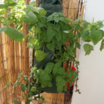 2013-05-19 mięty w torbie 2013-05-19 mięty w torbie