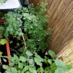 2013-06-02 zioła na balkonie 2013-06-02 zioła na balkonie