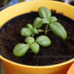 2013-06-02 bazylia 2013-06-02 bazylia