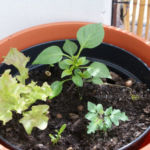 2013-06-02 papryka chili pimenta i sałaty 2013-06-02 papryka chili pimenta i sałaty