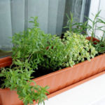 2013-06-02 cząber, tymianek, oregano i estragon 2013-06-02 cząber, tymianek, oregano i estragon