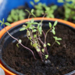 2013-06-02 cząber 2013-06-02 cząber