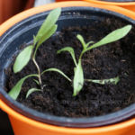 2013-06-02 estragon 2013-06-02 estragon