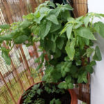 2013-06-02 mięty w torbie 2013-06-02 mięty w torbie