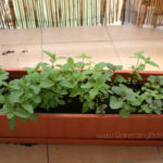 2013-06-02 mięty 2013-06-02 mięty