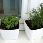 2013-06-02 oregano i ziele oliwne 2013-06-02 oregano i ziele oliwne