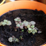 2013-06-02 oregano 2013-06-02 oregano