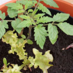 2013-06-02 pomidor owalny i sałaty 2013-06-02 pomidor owalny i sałaty