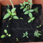 2013-06-02 pomidor owalny, papryka oleńka i zioła 2013-06-02 pomidor owalny, papryka oleńka i zioła