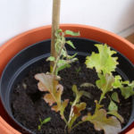 2013-06-02 pomidor owalny i sałaty - zalane 2013-06-02 pomidor owalny i sałaty - zalane