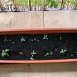 2013-06-02 pomidorki koktajlowe i nagietki 2013-06-02 pomidorki koktajlowe i nagietki