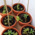 2013-06-02 pomidory, papryki i sałaty 2013-06-02 pomidory, papryki i sałaty