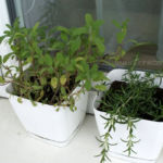 2013-06-02 szałwia i rozmaryn 2013-06-02 szałwia i rozmaryn