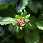 2013-06-02 truskawki kwitną 2013-06-02 truskawki kwitną