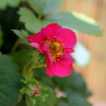 2013-06-02 truskawki kwitną 2013-06-02 truskawki kwitną