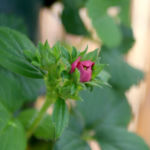 2013-06-02 truskawki kwitną 2013-06-02 truskawki kwitną