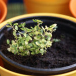 2013-06-02 tymianek 2013-06-02 tymianek