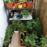 2013-06-02 zioła na balkonie 2013-06-02 zioła na balkonie