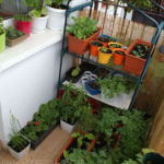 2013-06-02 zioła na balkonie 2013-06-02 zioła na balkonie