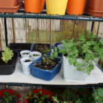 2013-06-02 zioła na balkonie 2013-06-02 zioła na balkonie