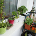 2013-06-02 gynostemma, skalniaki i pelargonie 2013-06-02 gynostemma, skalniaki i pelargonie