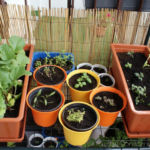 2013-06-02 zioła na balkonie 2013-06-02 zioła na balkonie