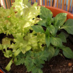 2013-06-13 papryczka chili pimenta i sałaty 2013-06-13 papryczka chili pimenta i sałaty