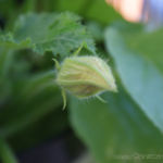 2013-06-13 cukinia zaczyna kwitnąć 2013-06-13 cukinia zaczyna kwitnąć